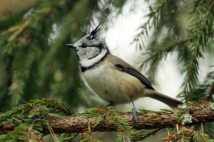 Crested Tit - ML270747671