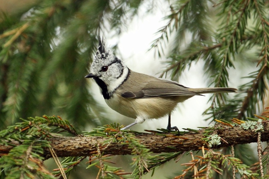 Crested Tit - ML270747701