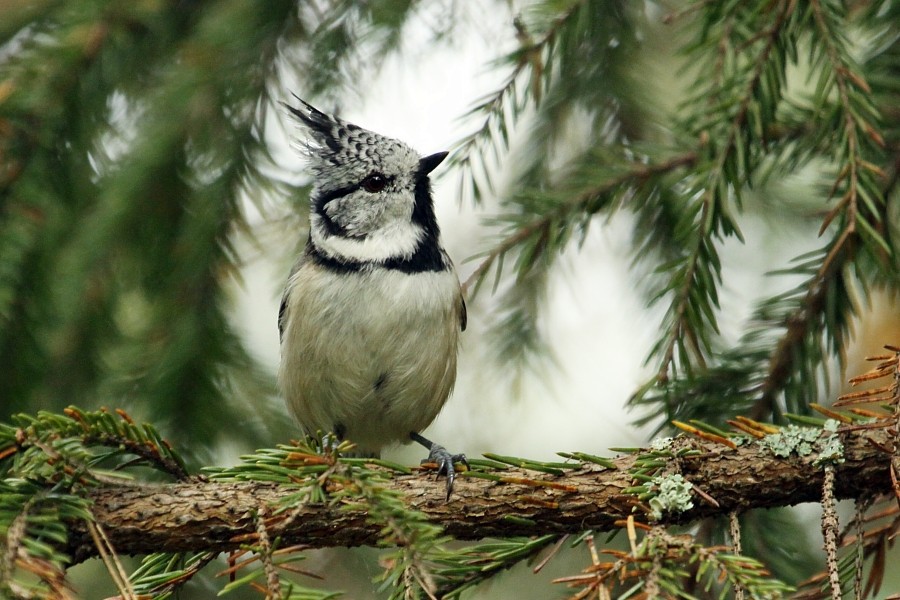 Crested Tit - ML270747751