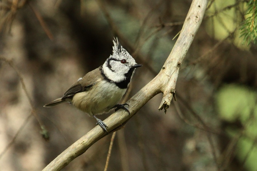 Crested Tit - ML270747811