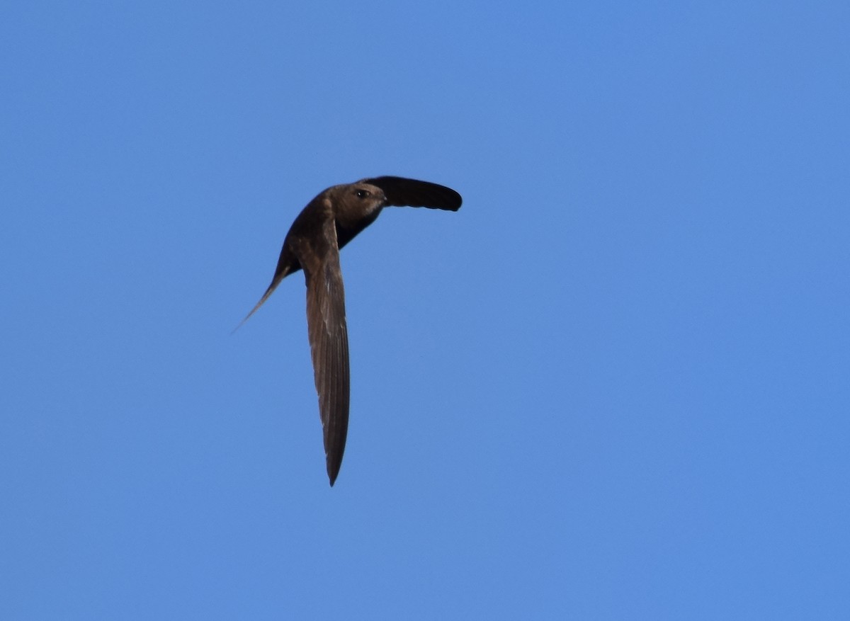 Common Swift - A Emmerson