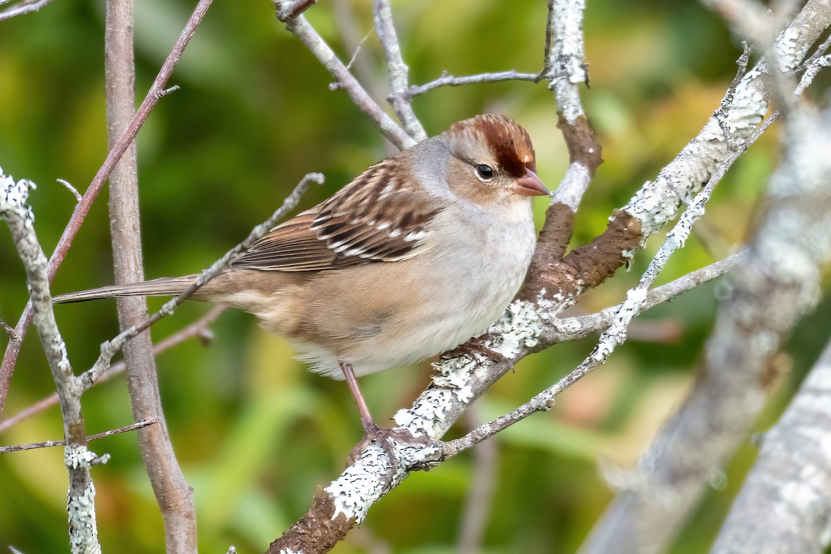 White-crowned Sparrow - Steven McGrath