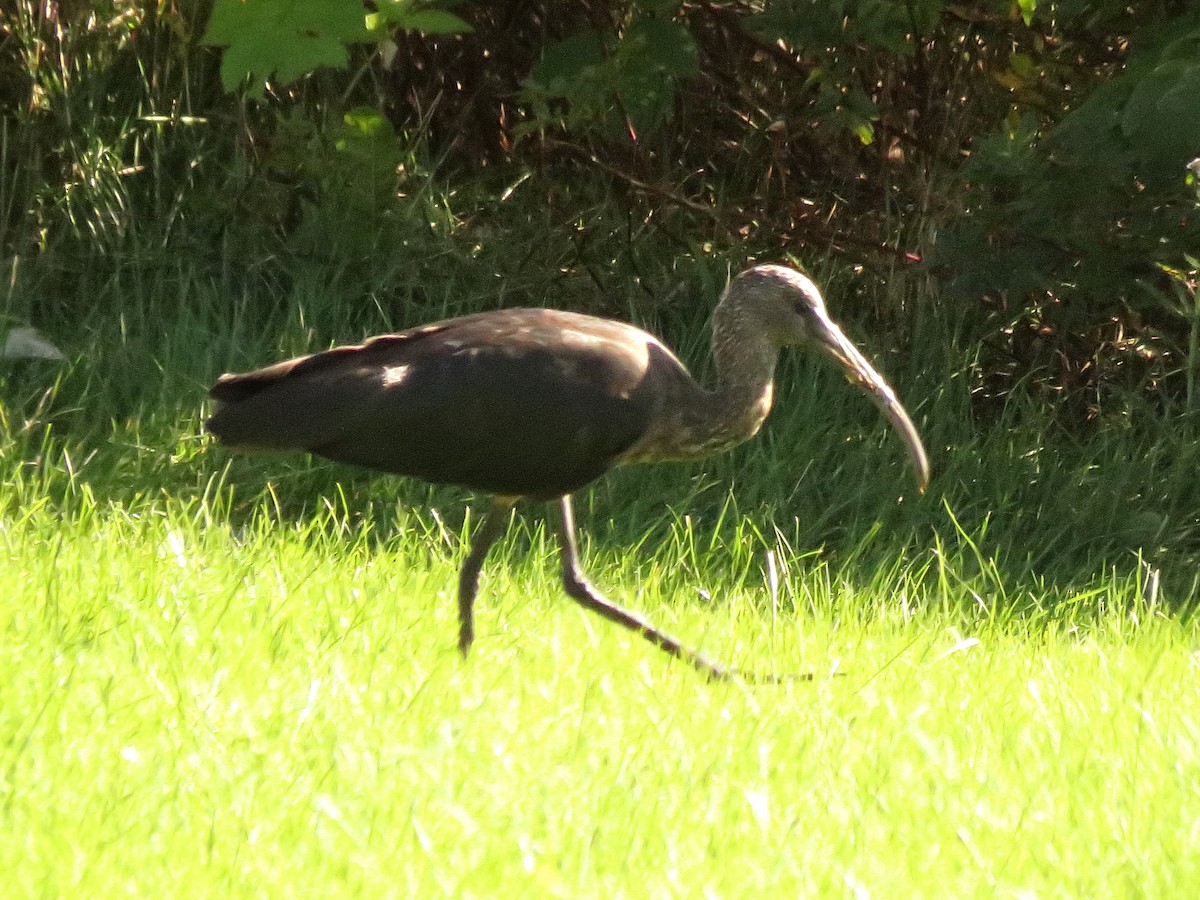 ibis hnědý - ML270759921