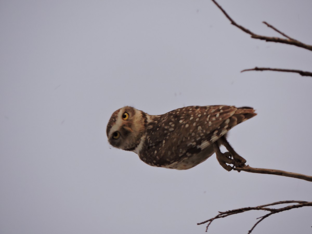 Burrowing Owl - ML270761181