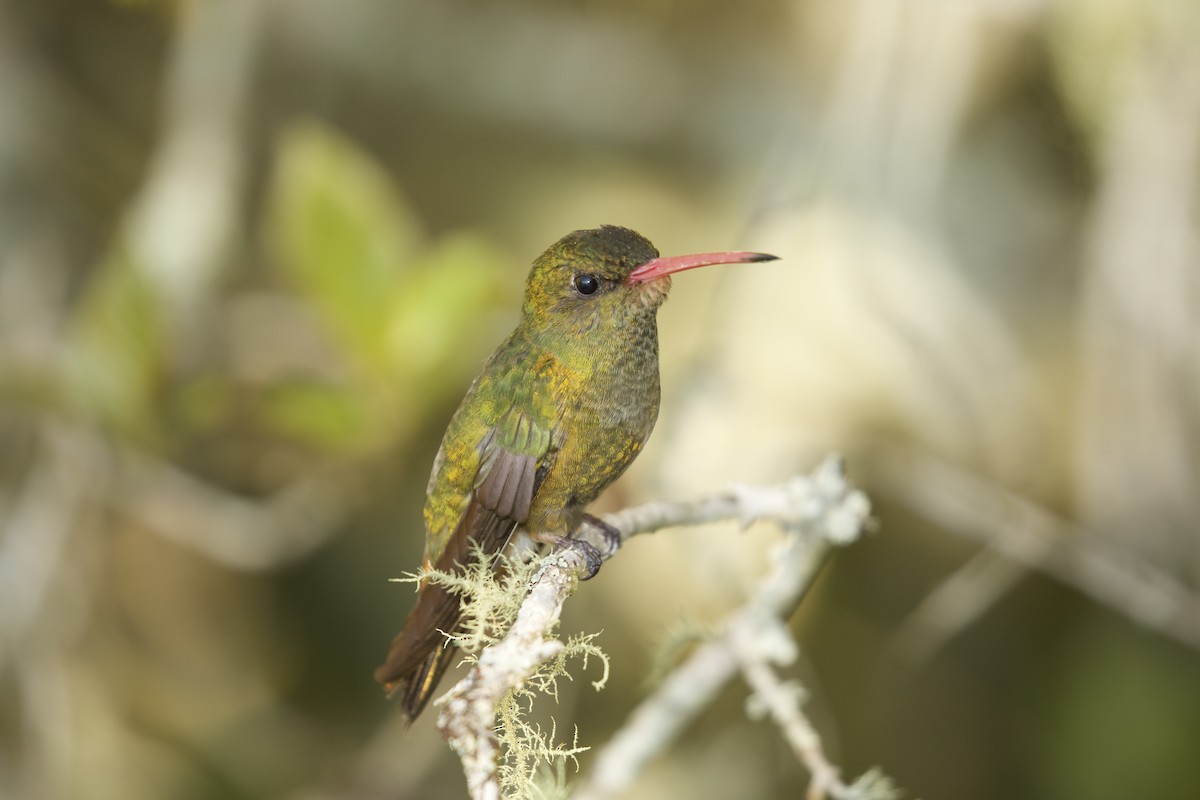 Gilded Hummingbird - Gonzalo Campaña Fourcade
