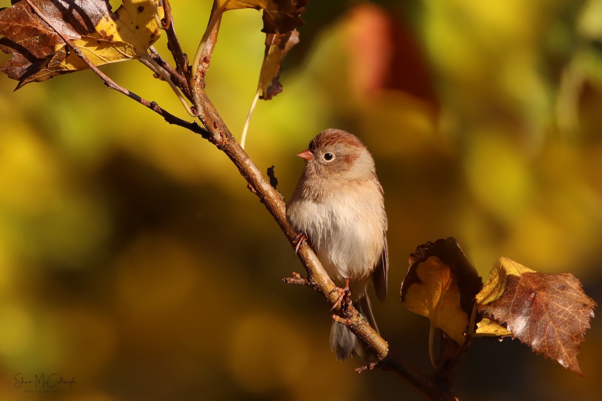 Field Sparrow - Shari  McCollough
