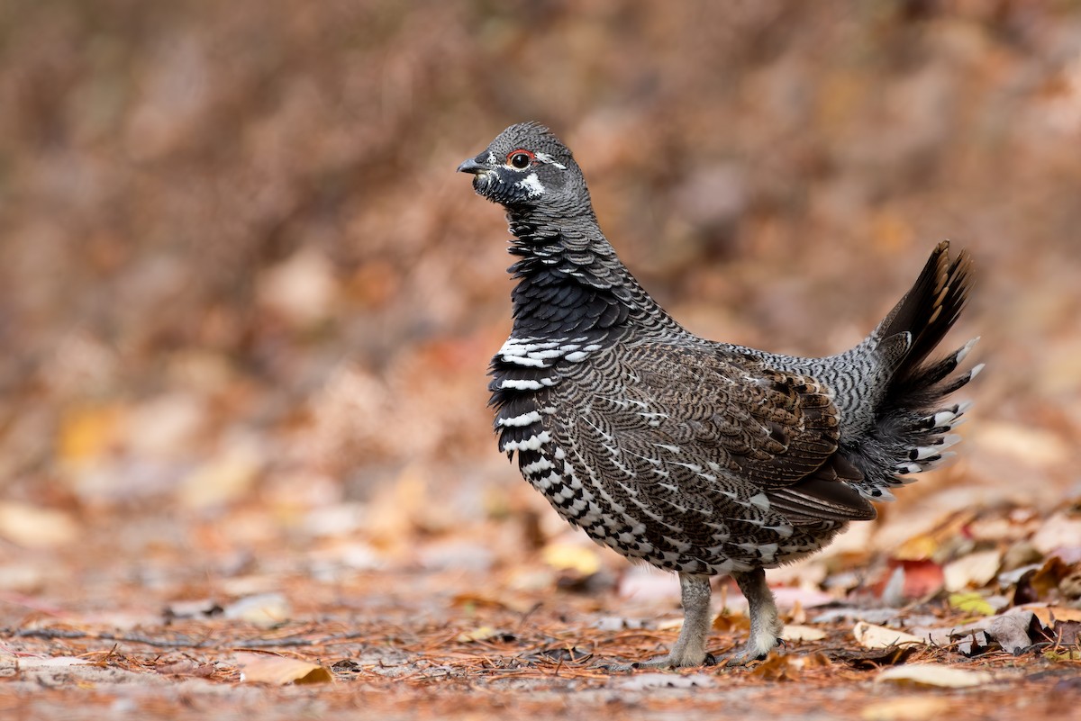 Spruce Grouse - Kevin Pero