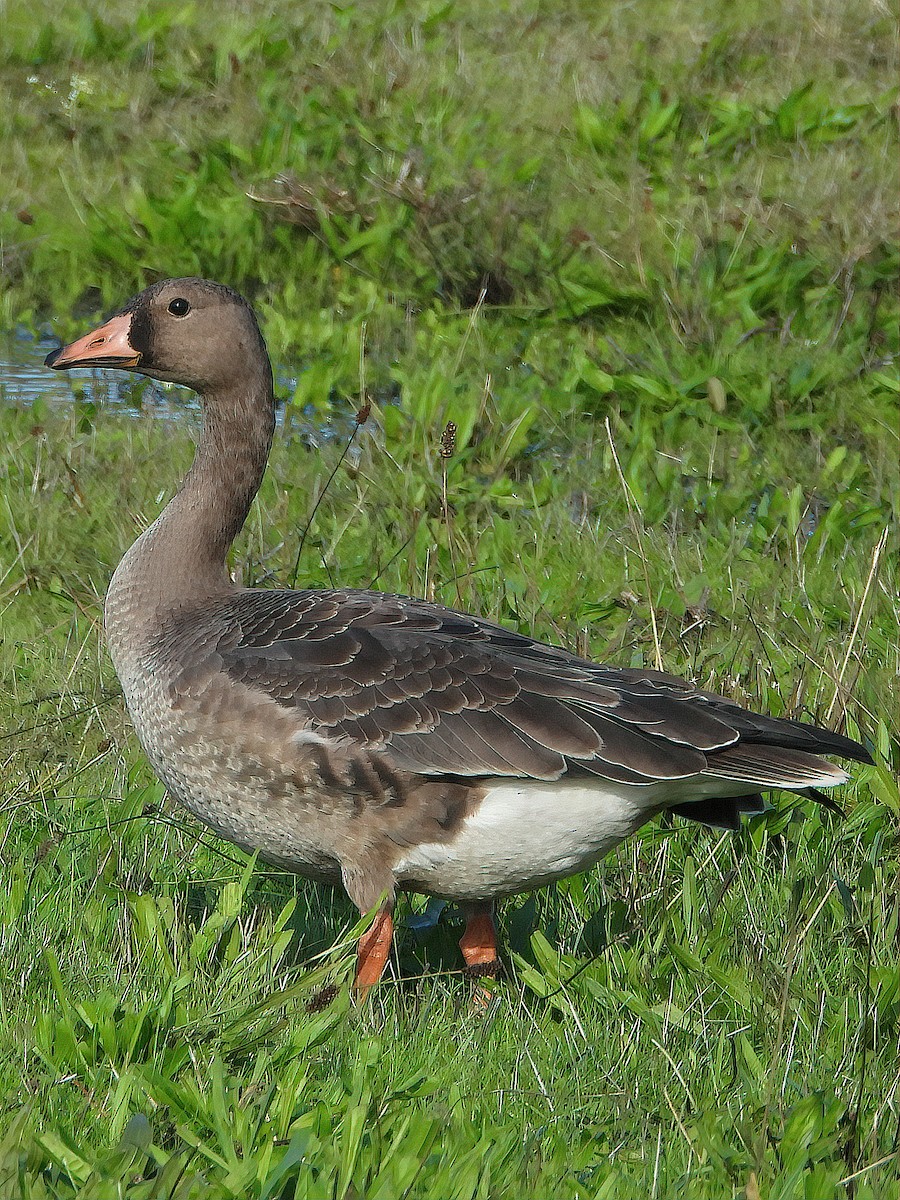 Greater White-fronted Goose - Dan Tallman