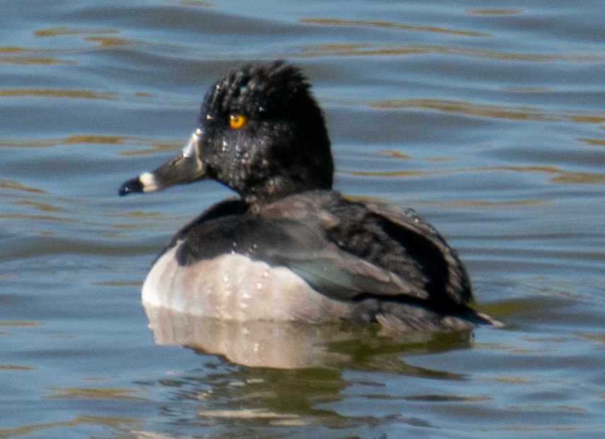 Ring-necked Duck - ML270777881
