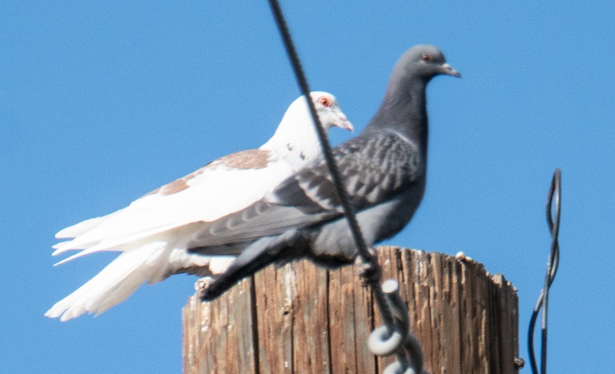 Rock Pigeon (Feral Pigeon) - ML270779571