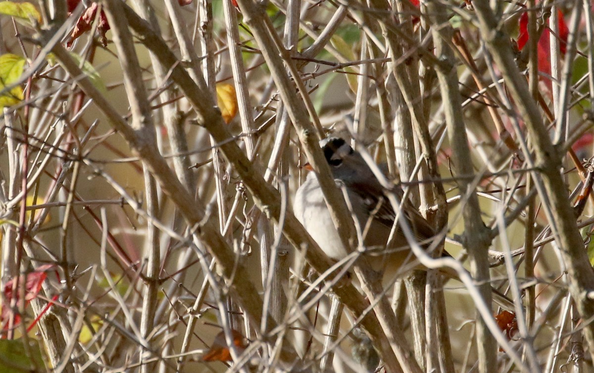White-crowned Sparrow (leucophrys) - ML270782311