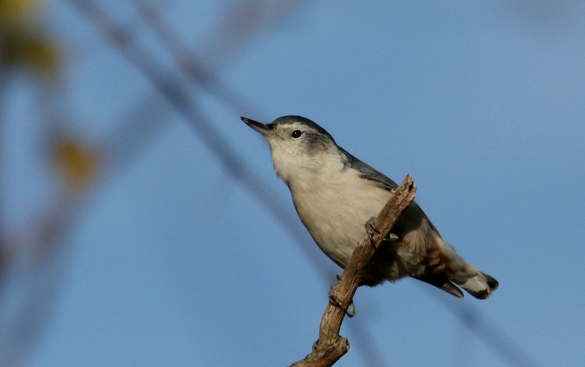 White-breasted Nuthatch (Eastern) - ML270782321