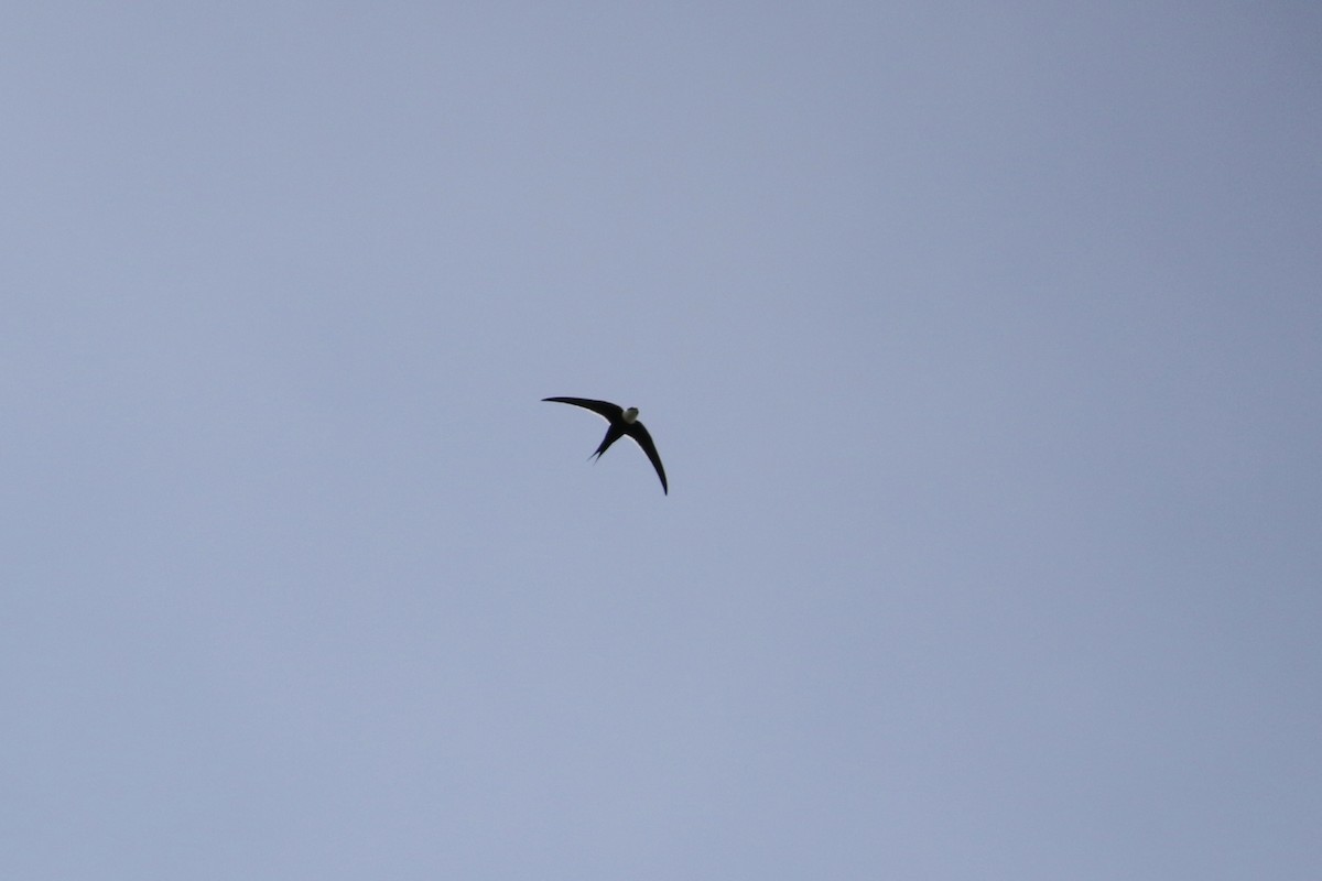 Great Swallow-tailed Swift - John van Dort