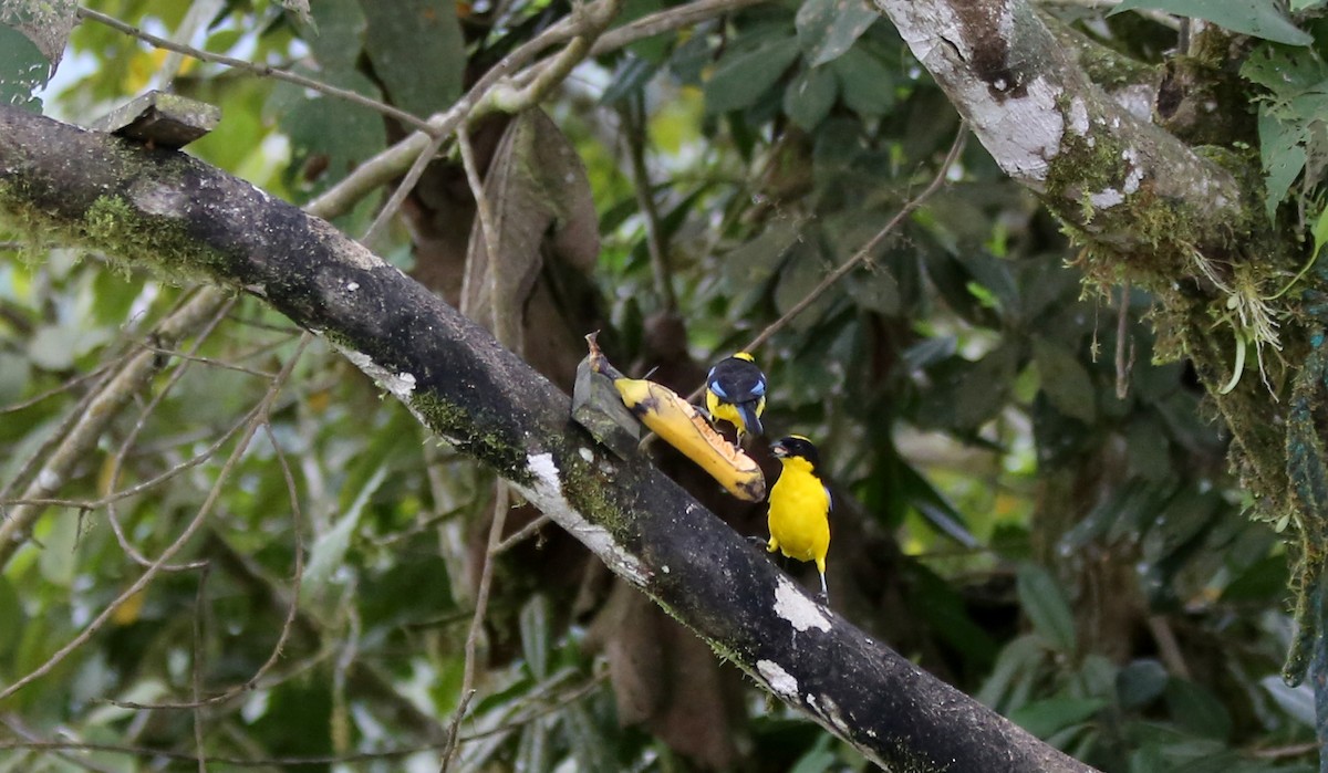 Blue-winged Mountain Tanager - ML27078441