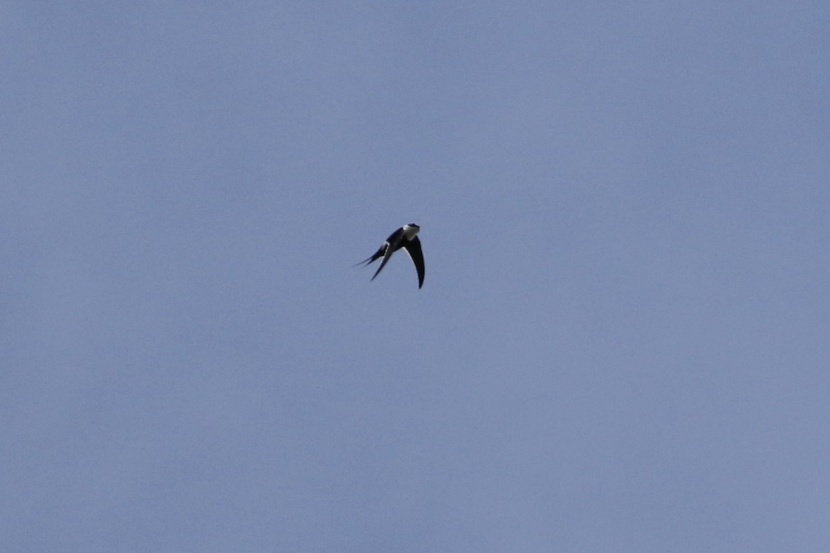 Great Swallow-tailed Swift - ML270784481