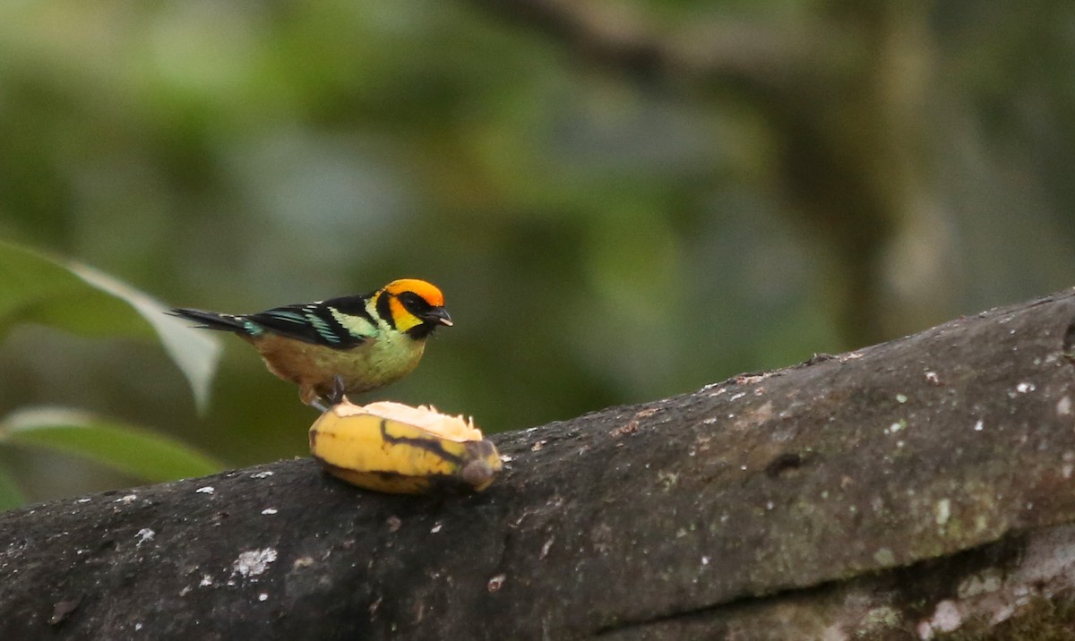 Flame-faced Tanager (Yellow-faced) - ML27078541