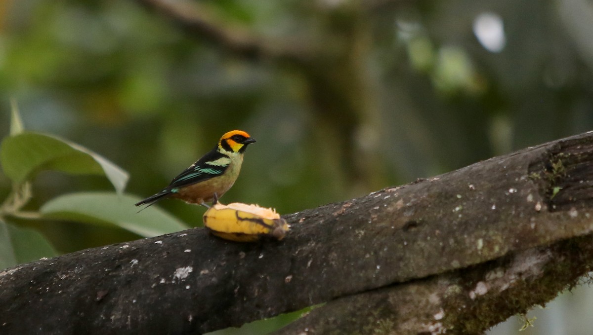 Flame-faced Tanager (Yellow-faced) - ML27078551