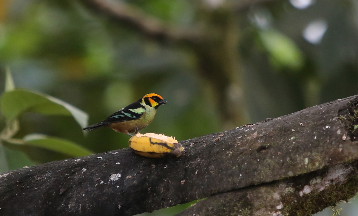 Flame-faced Tanager (Yellow-faced) - ML27078561