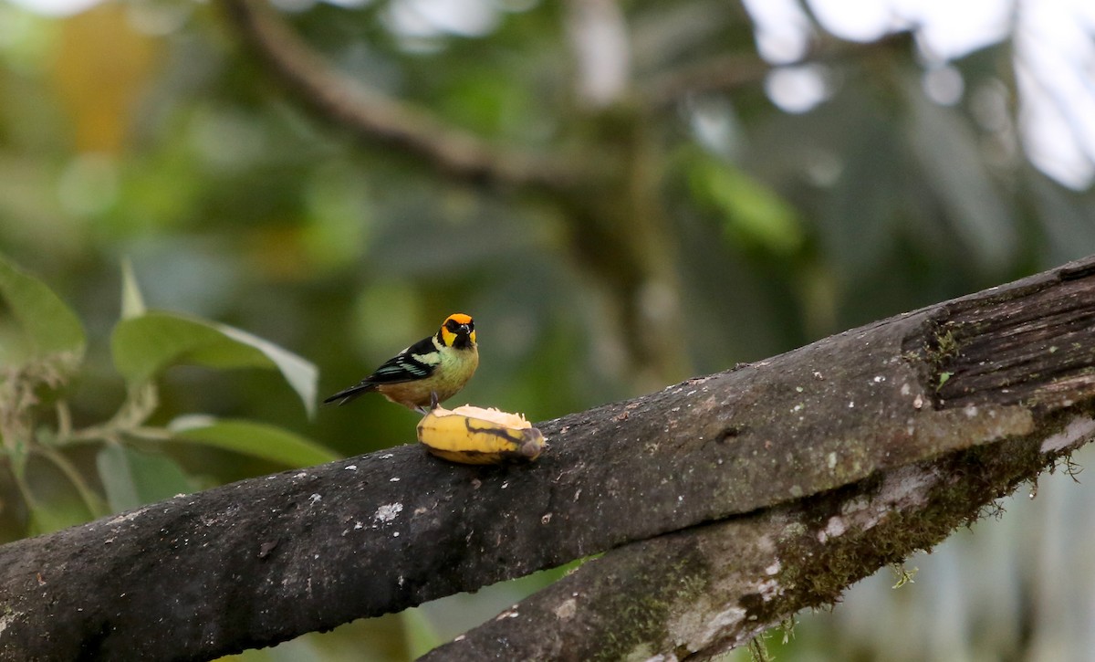 Flame-faced Tanager (Yellow-faced) - ML27078581