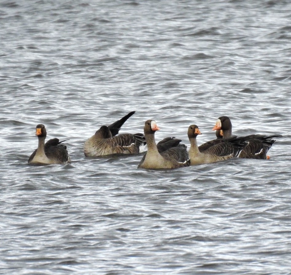 Greater White-fronted Goose - ML270786401
