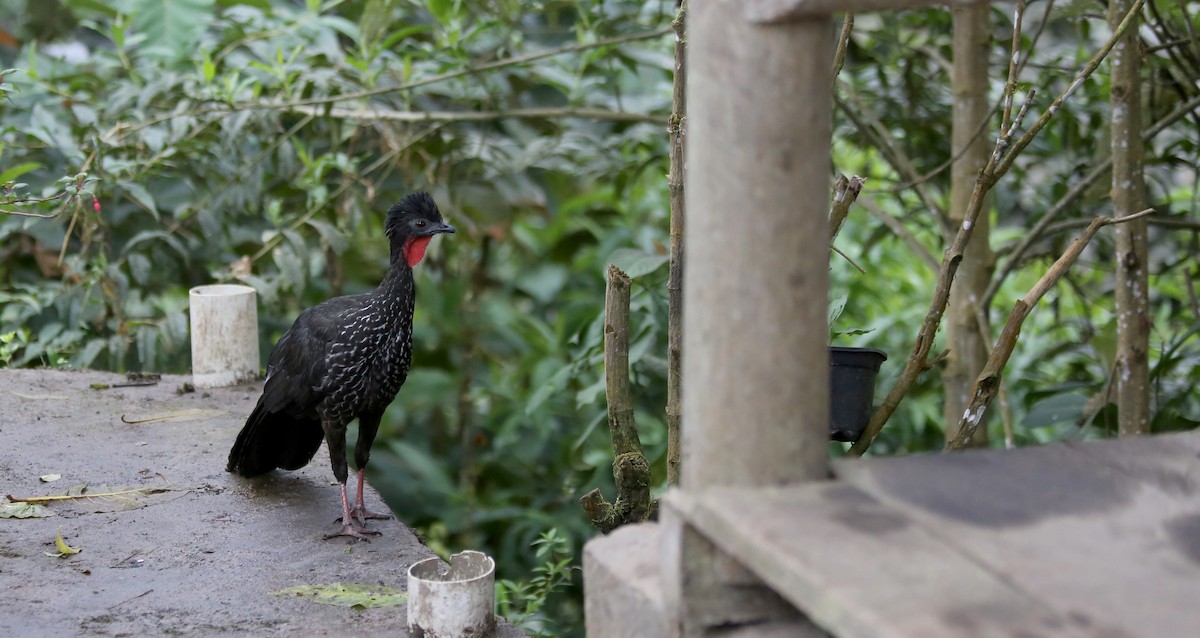 Crested Guan - ML27078701