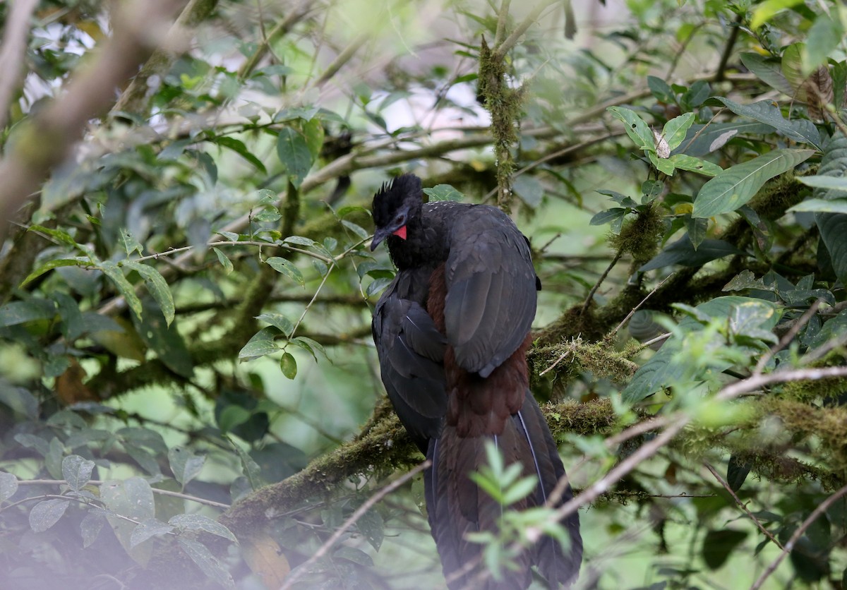 Crested Guan - ML27078741