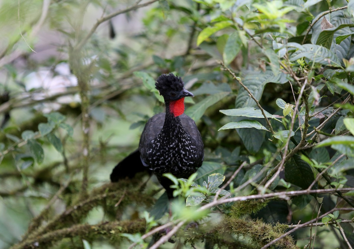 Crested Guan - ML27078751