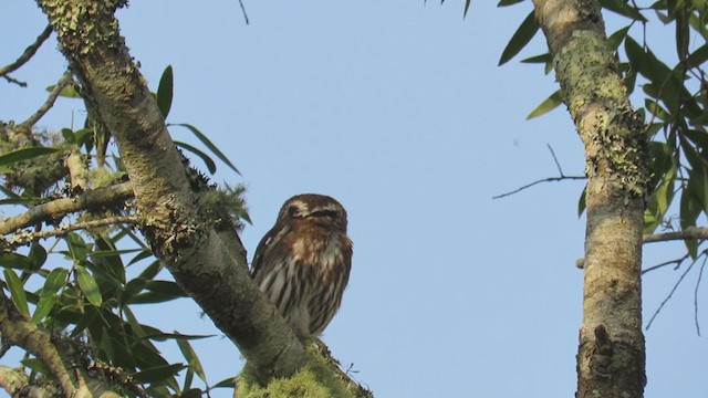 Ferruginous Pygmy-Owl - ML270790891