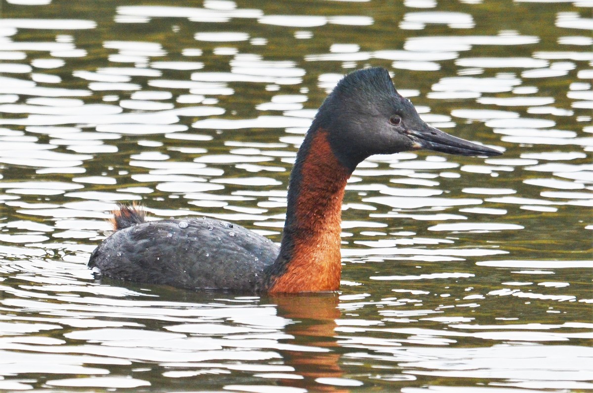 Great Grebe - Sia McGown