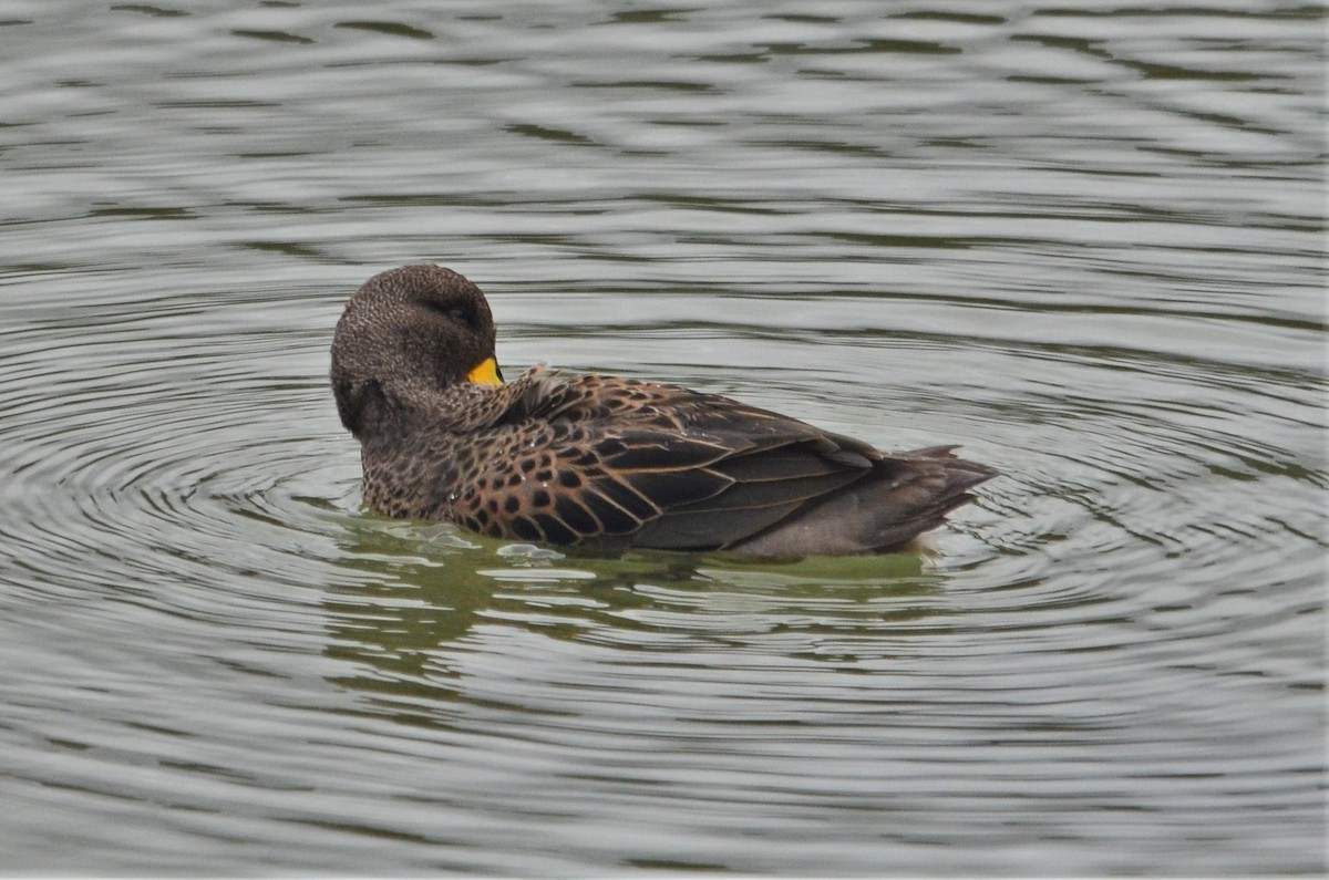 Yellow-billed Teal - Sia McGown