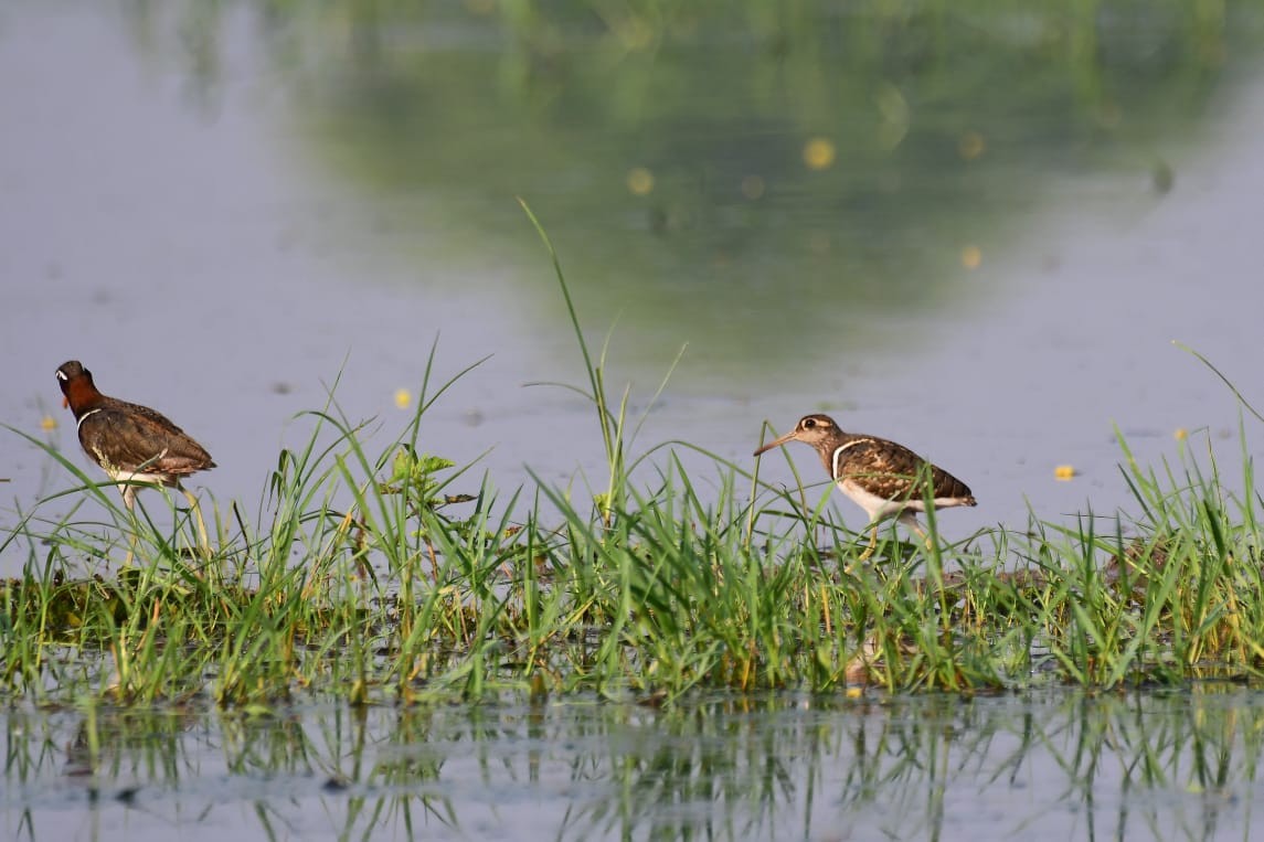Greater Painted-Snipe - ML270794691
