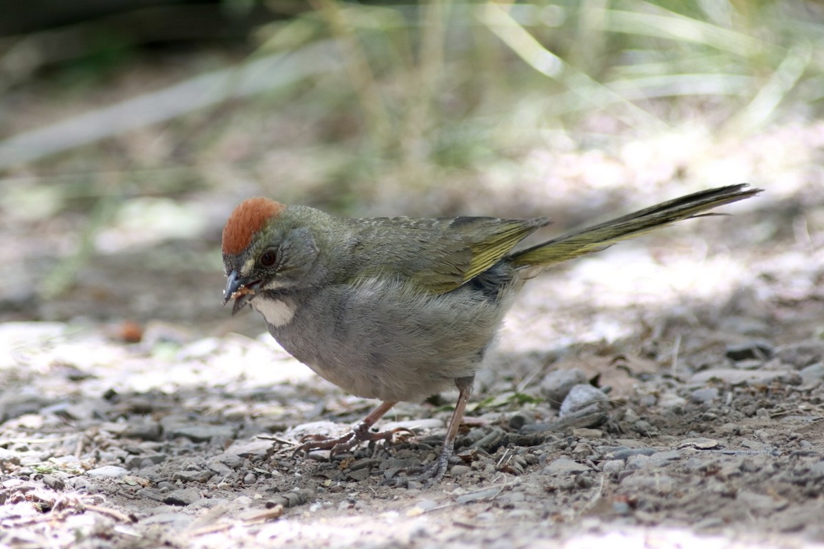 Green-tailed Towhee - Jeff Tell