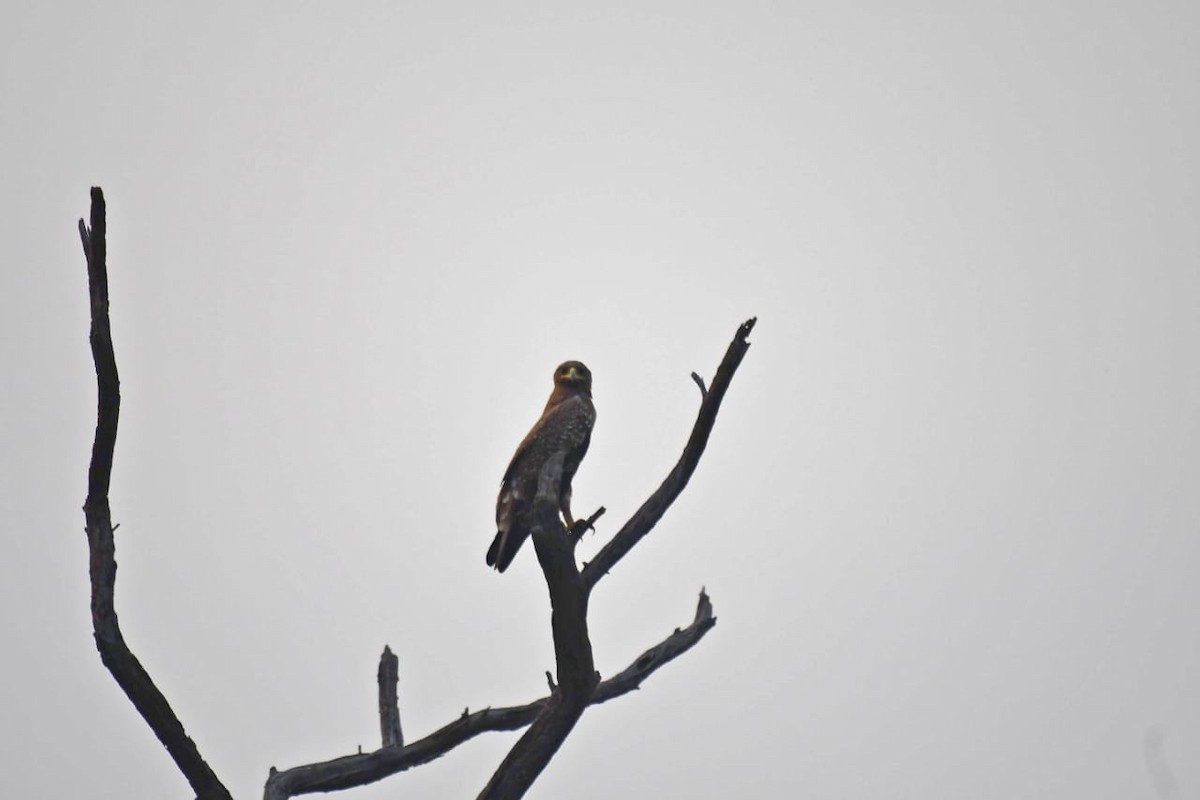 Indian Spotted Eagle - ML270796131