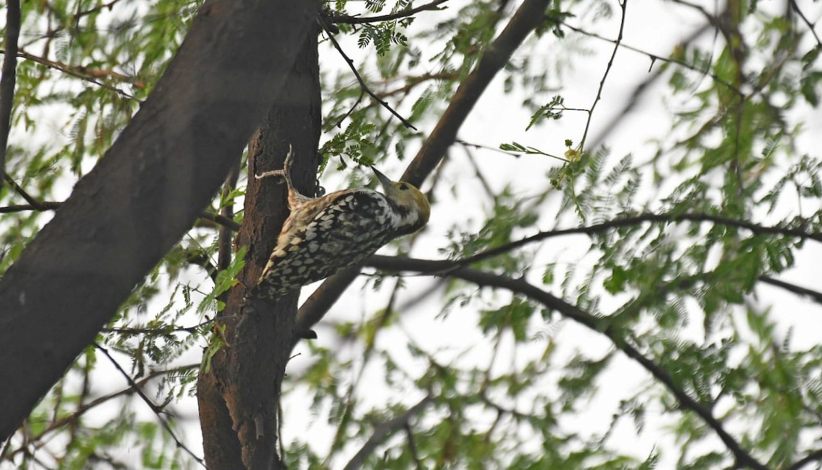 Yellow-crowned Woodpecker - Ansar Khan