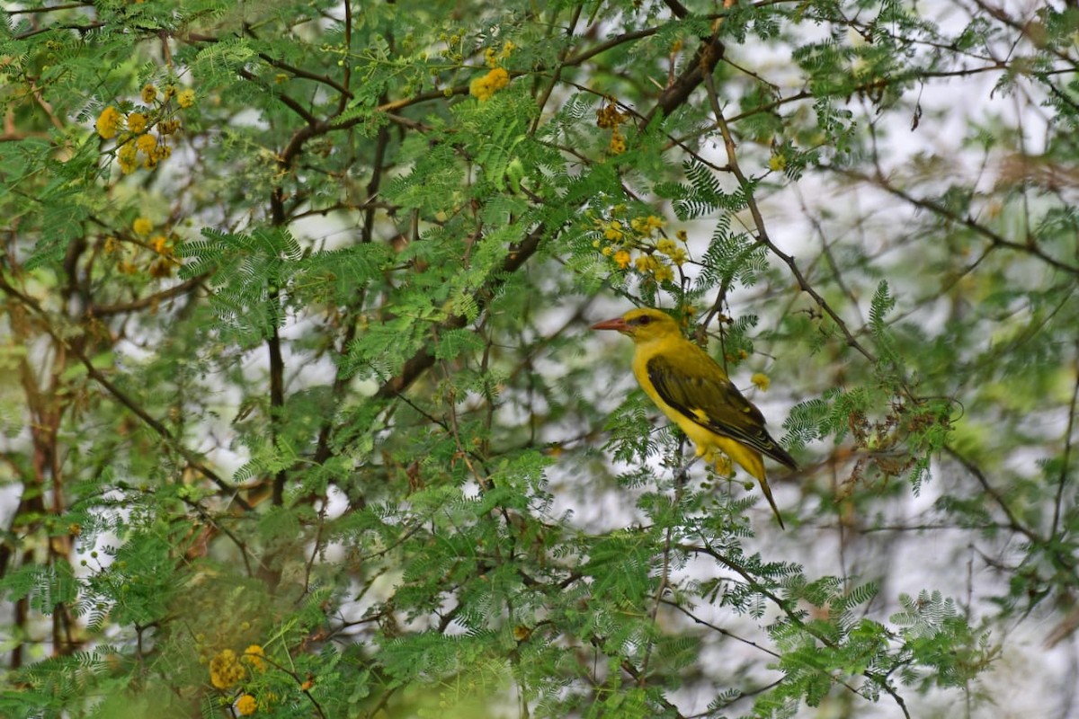 Indian Golden Oriole - ML270797301