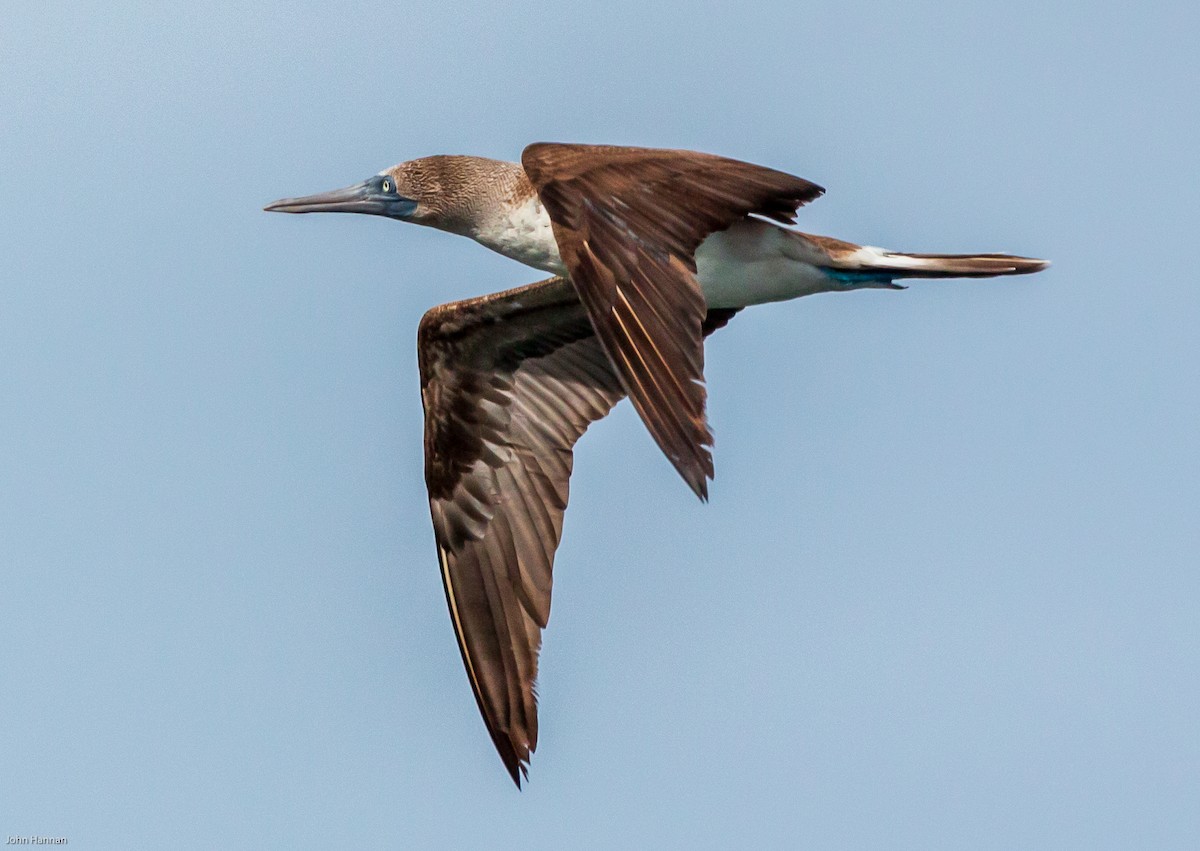 Blue-footed Booby - ML270805181