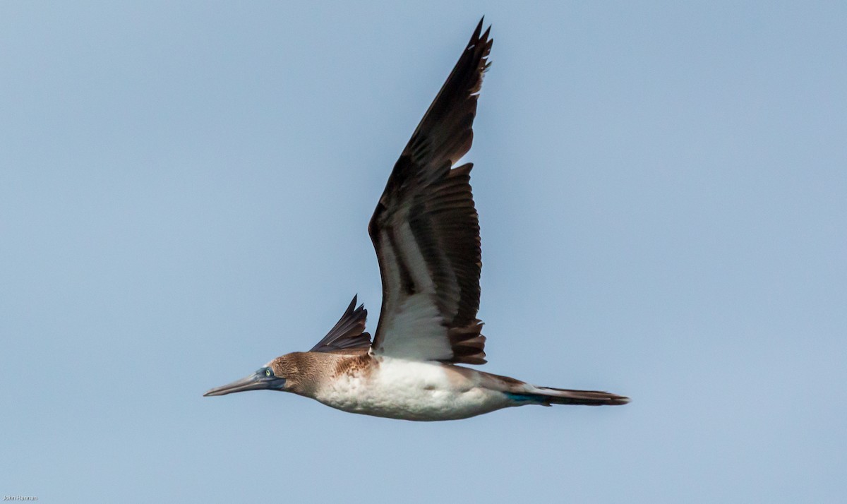 Blue-footed Booby - ML270805211