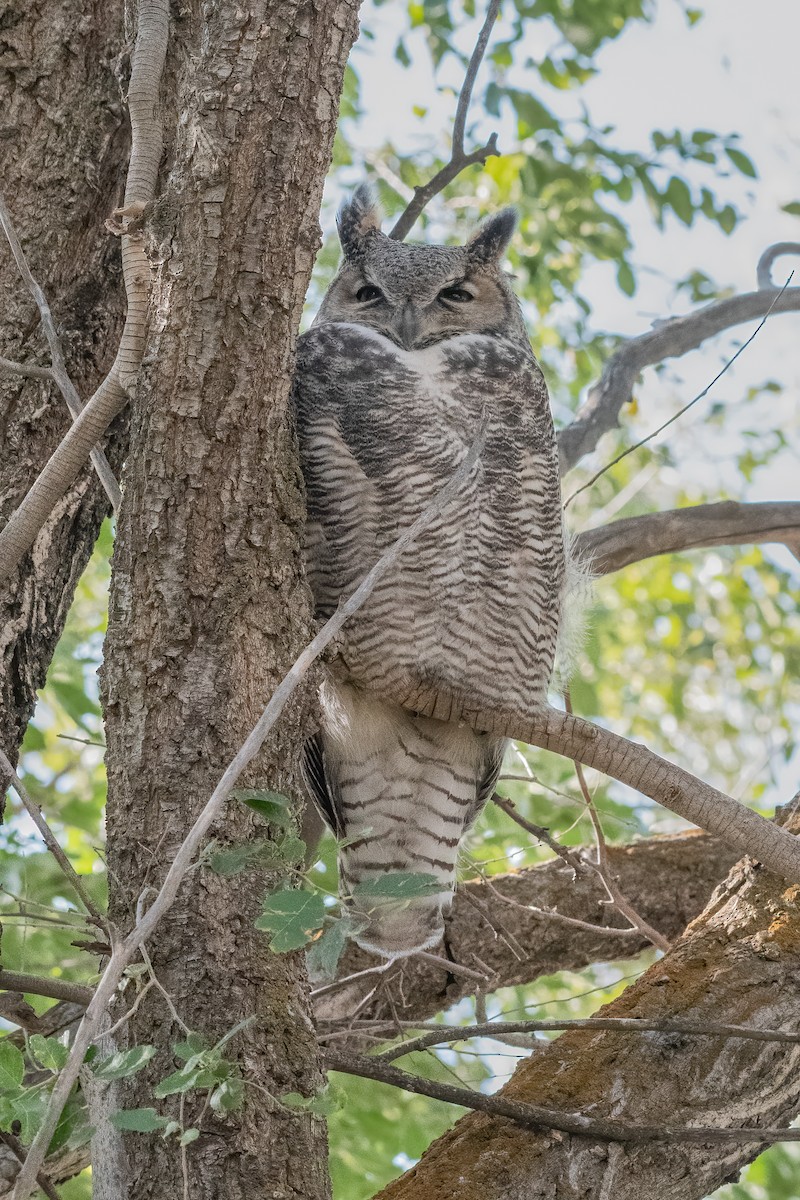 Great Horned Owl - Ron Riley