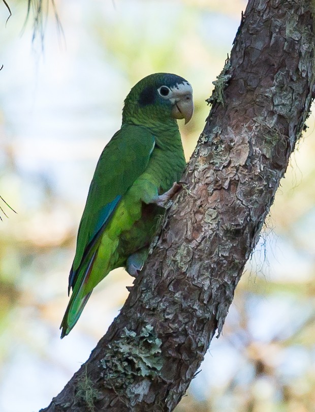 Hispaniolan Parrot - ML270814201