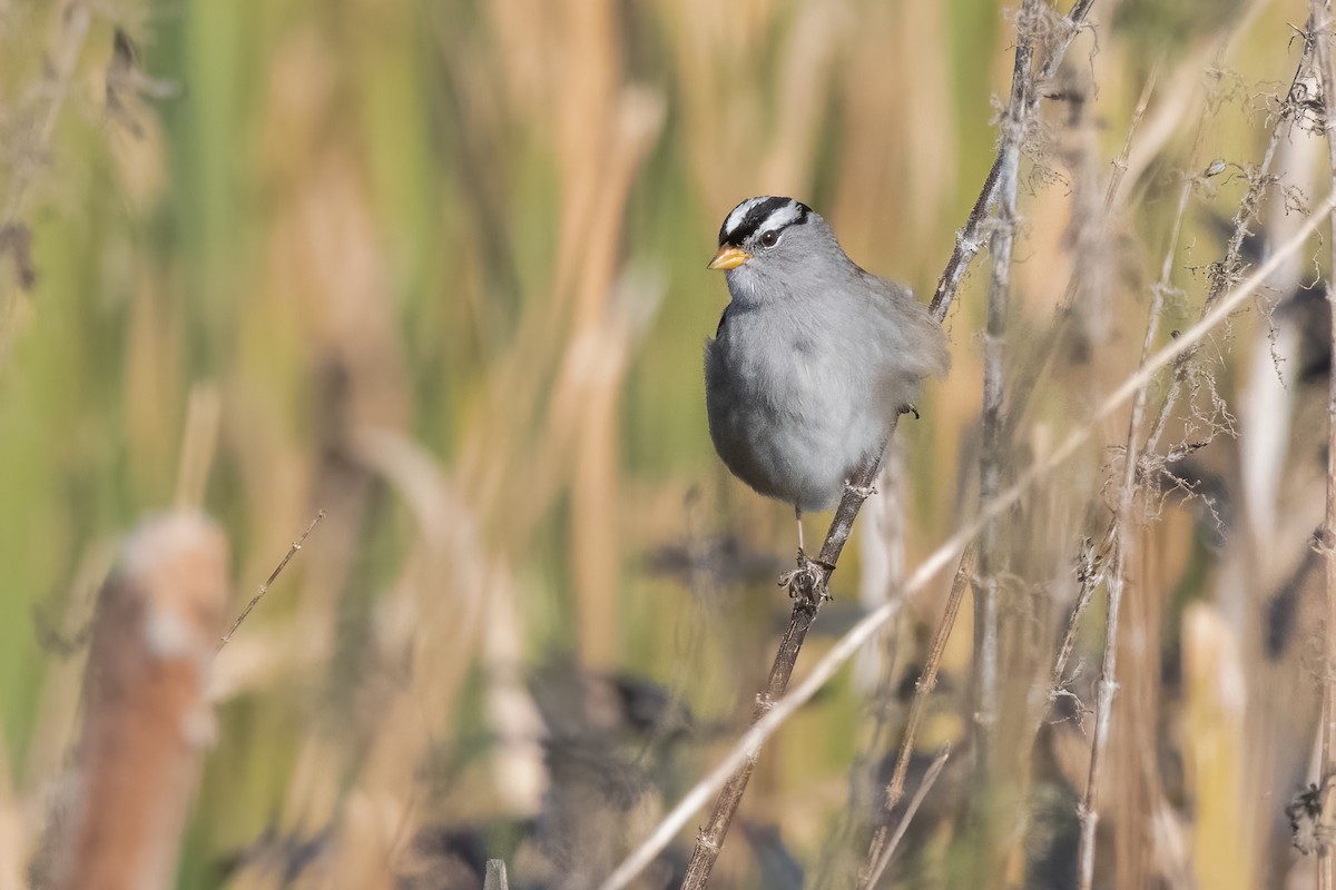 White-crowned Sparrow - ML270814231