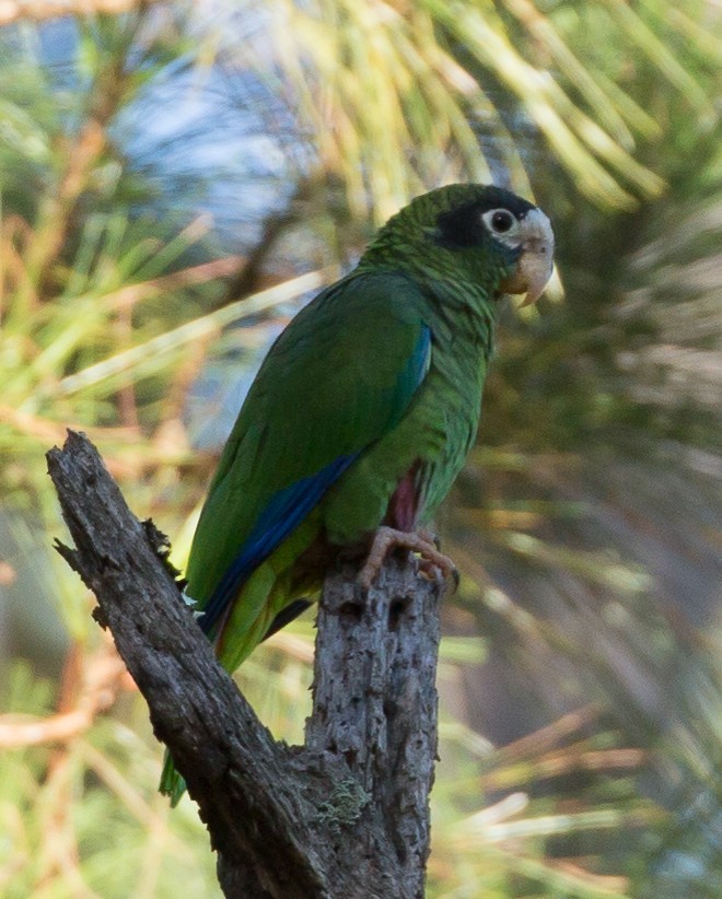 Hispaniolan Parrot - John Hannan