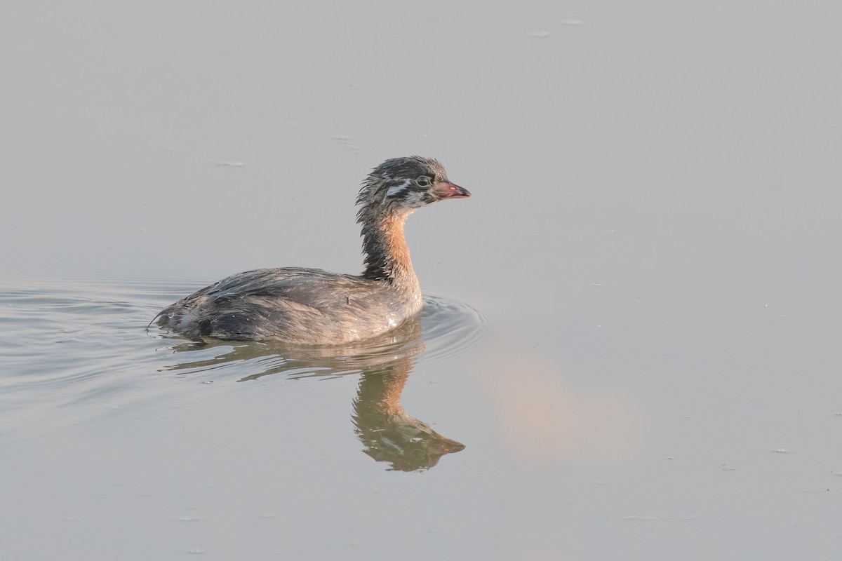 Pied-billed Grebe - Ron Riley