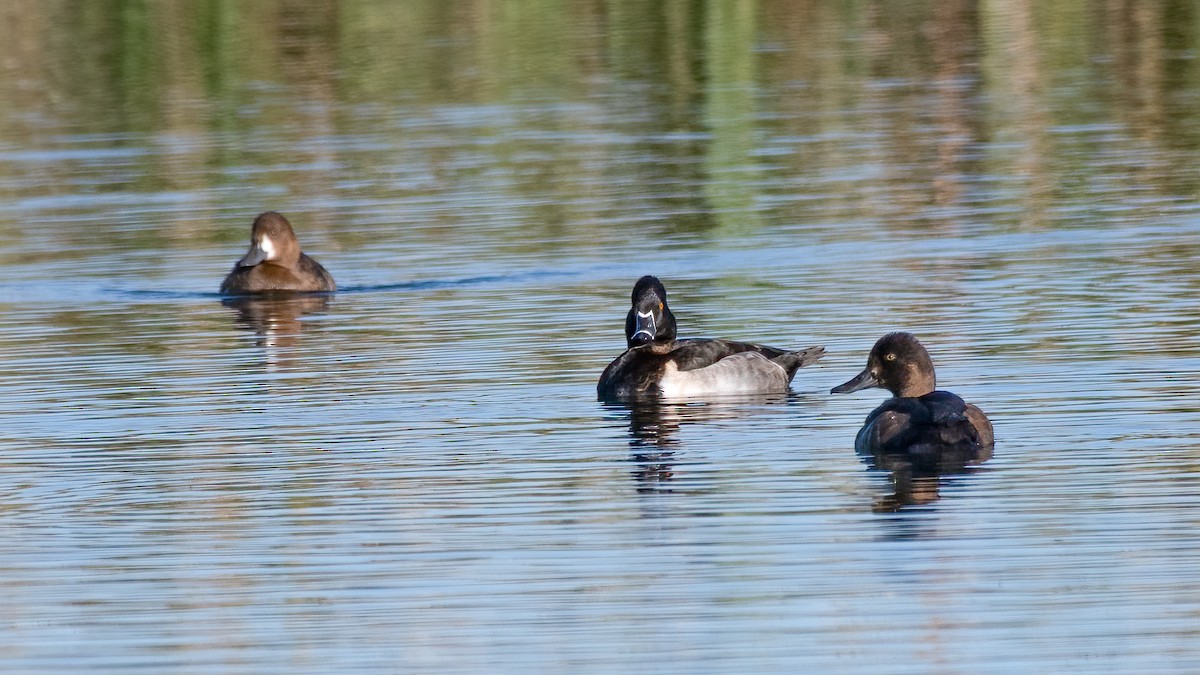 Ring-necked Duck - Ron Riley