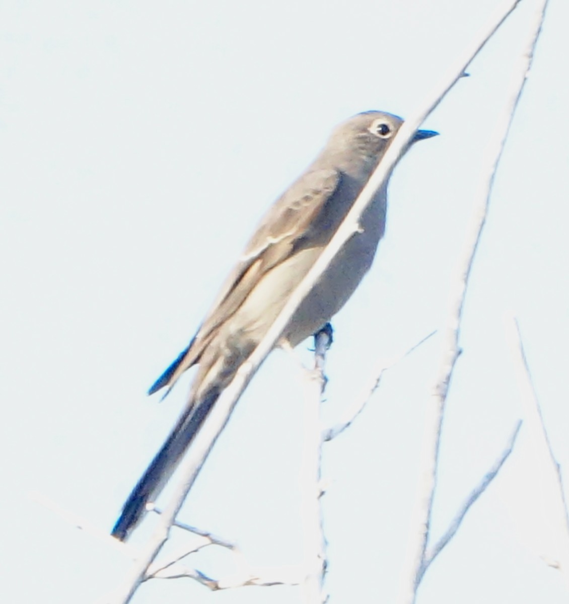 Townsend's Solitaire - ML270818701