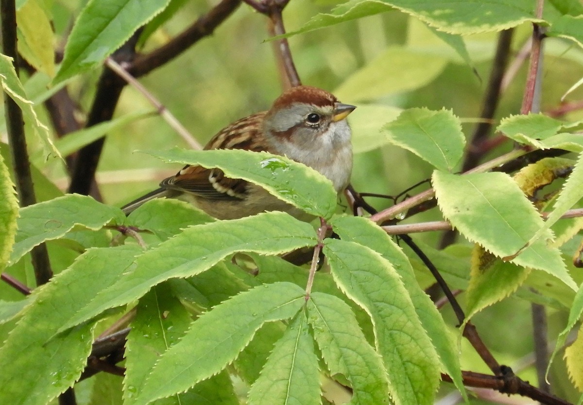 American Tree Sparrow - ML270820091