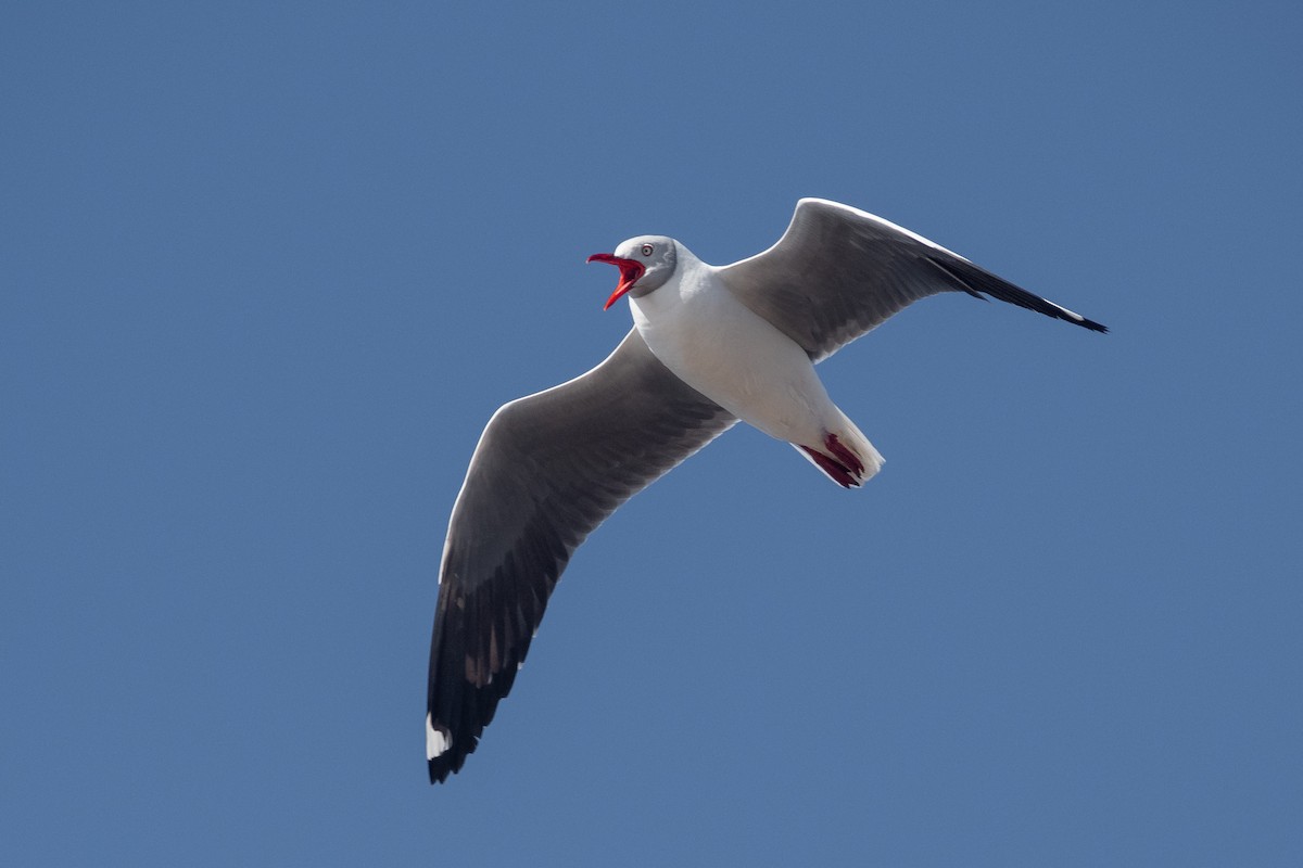 Gray-hooded Gull - Pablo Re