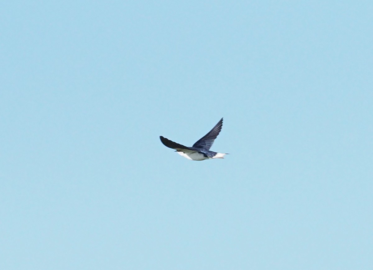 White-tailed Swallow - ML270822281