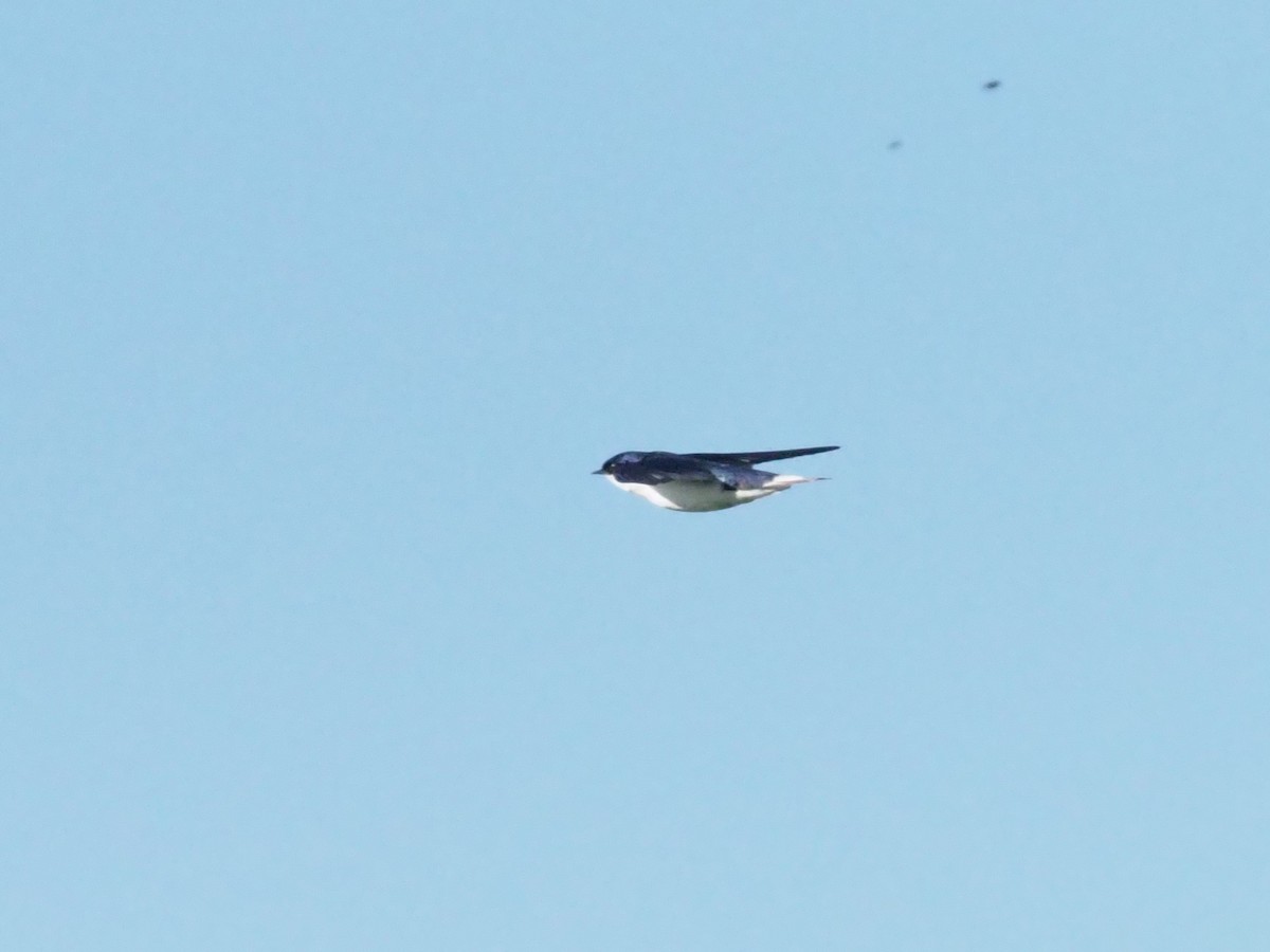 White-tailed Swallow - ML270822391