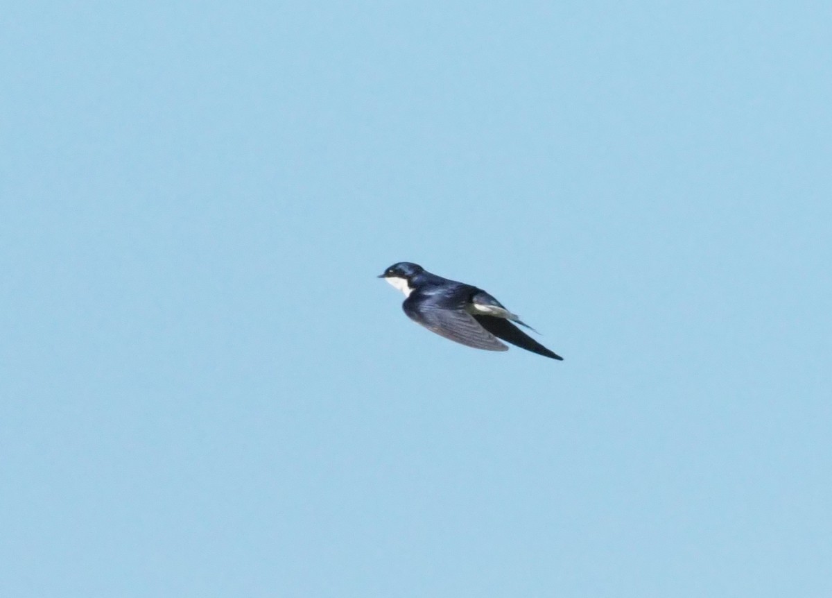 White-tailed Swallow - ML270822461