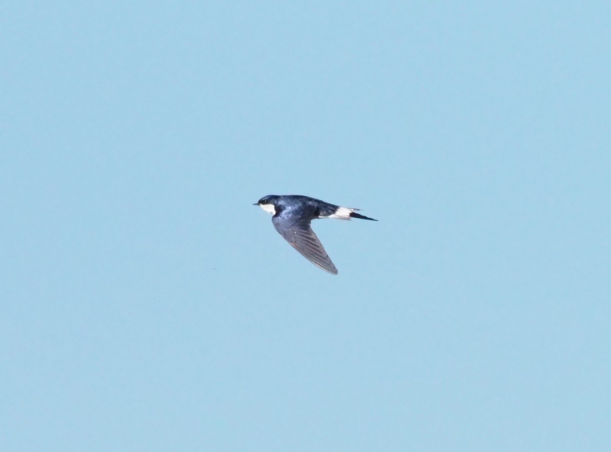 White-tailed Swallow - ML270822681